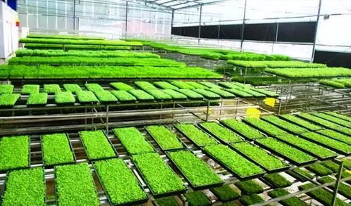 工厂化育秧引领农业新变革 成本锐减60%，引爆机械化升级浪潮